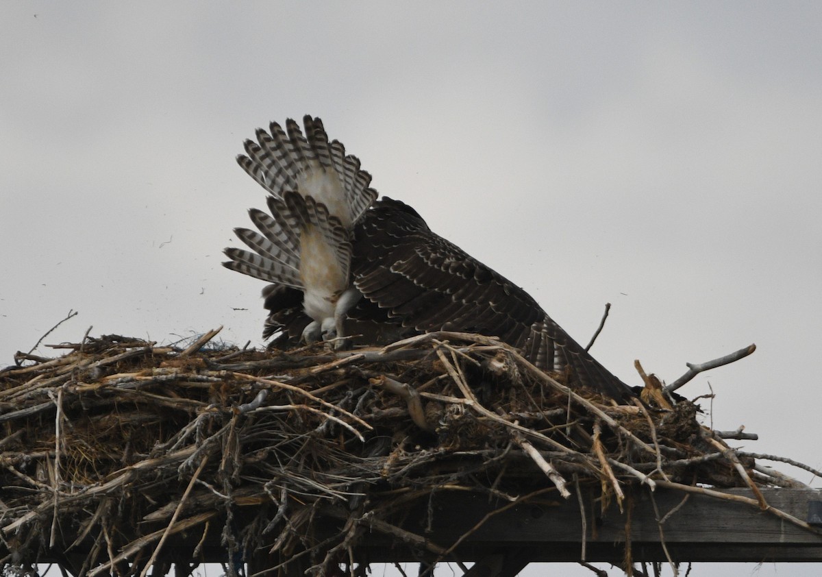 Osprey - ML642411144