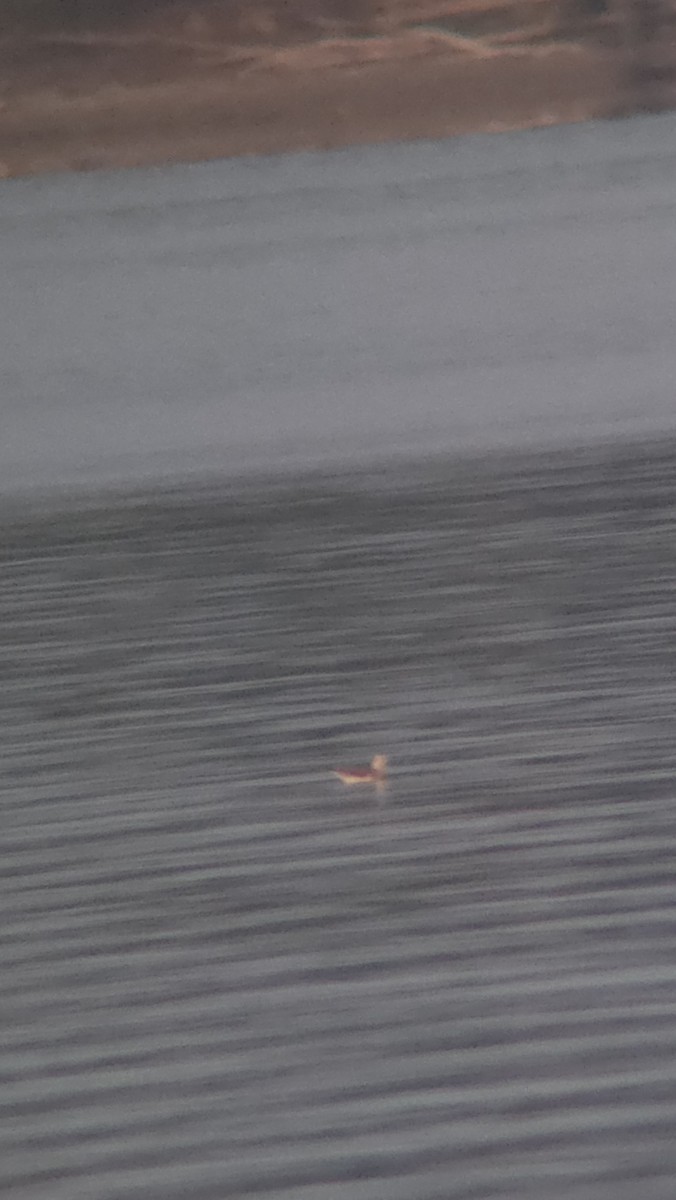 Mouette de Sabine - ML642411162