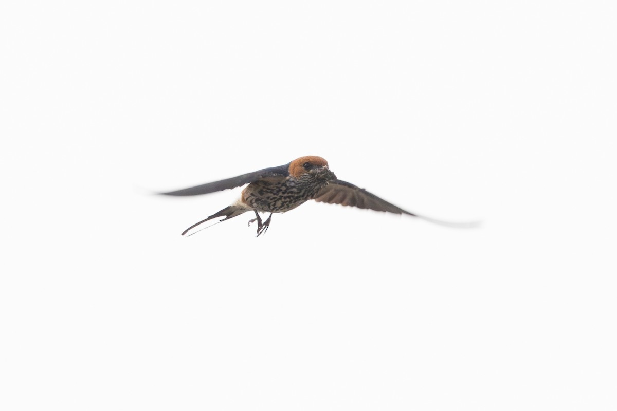 Lesser Striped Swallow - ML642411163