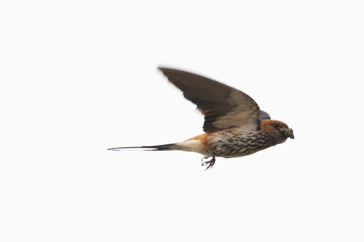 Lesser Striped Swallow - ML642411164