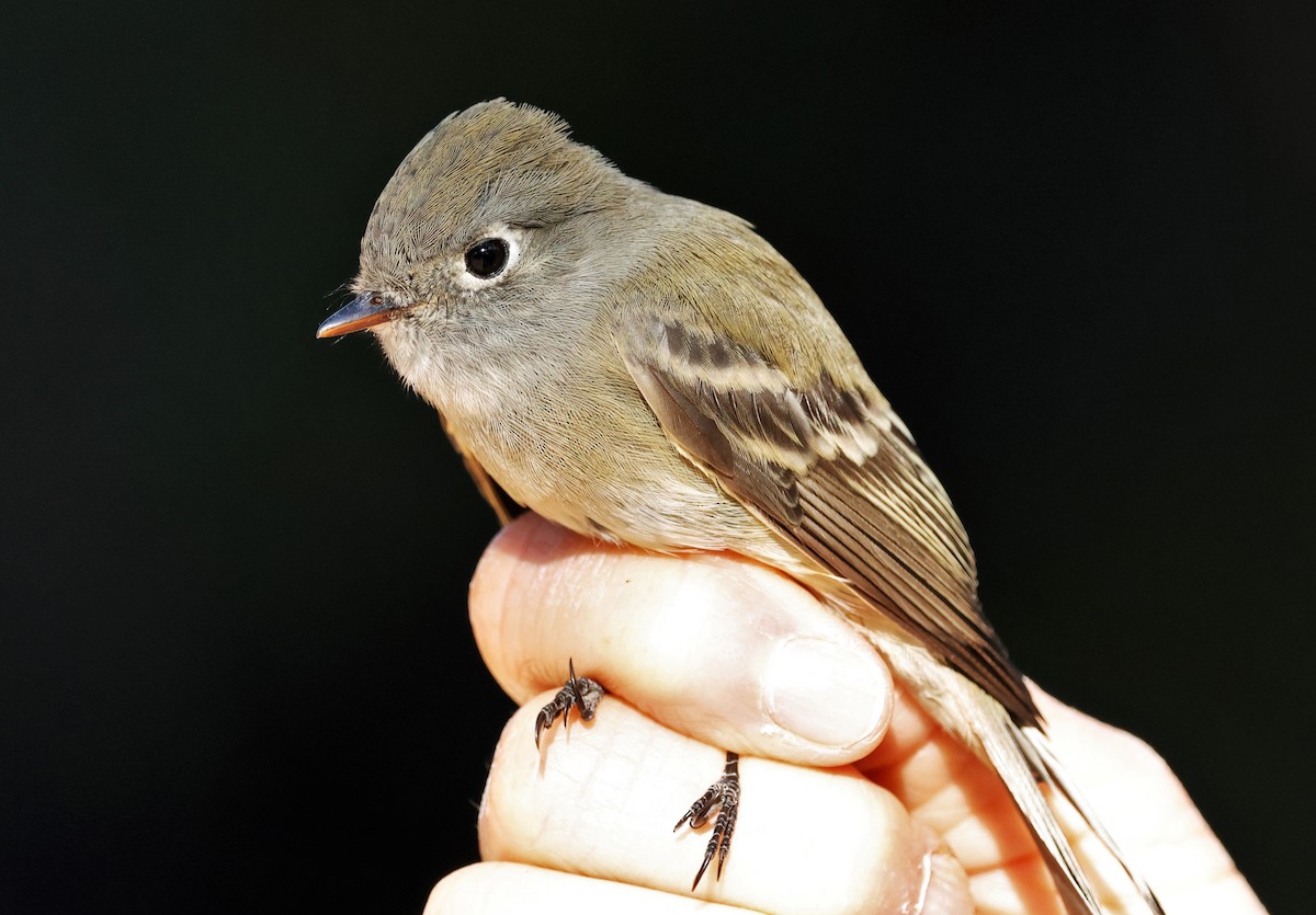 Hammond's Flycatcher - ML642411183