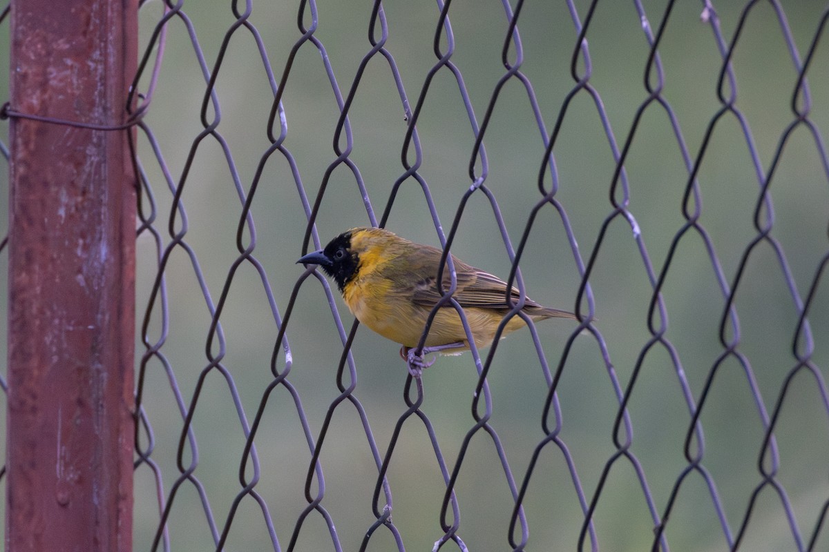 Slender-billed Weaver - ML642411193