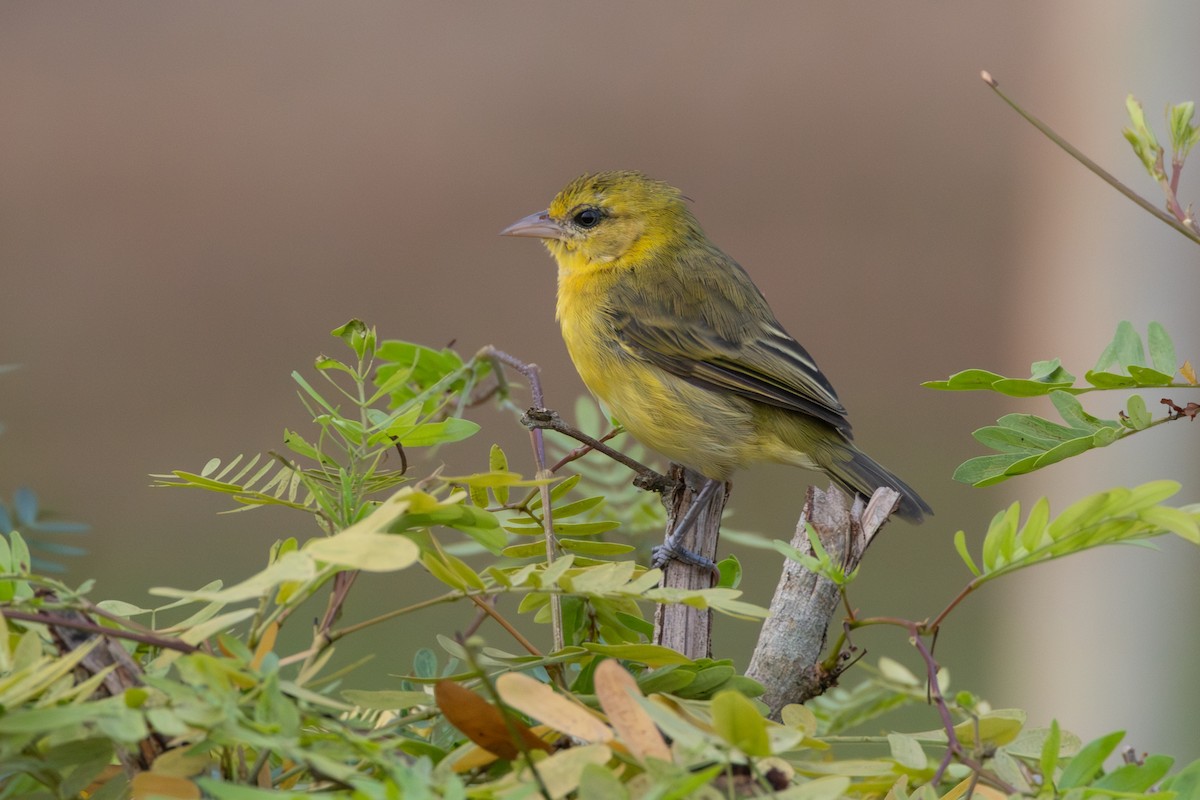 Slender-billed Weaver - ML642411194