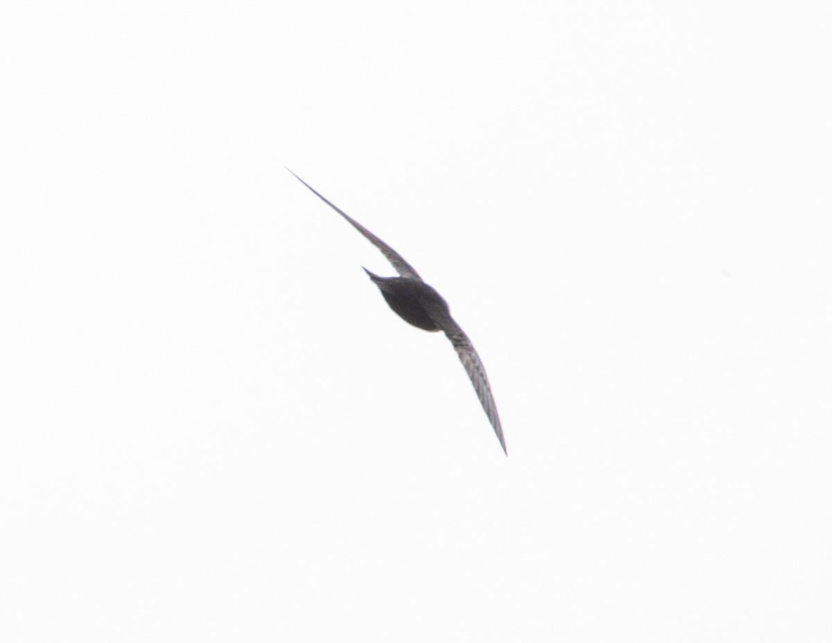 クビワアマツバメ - ML642411225
