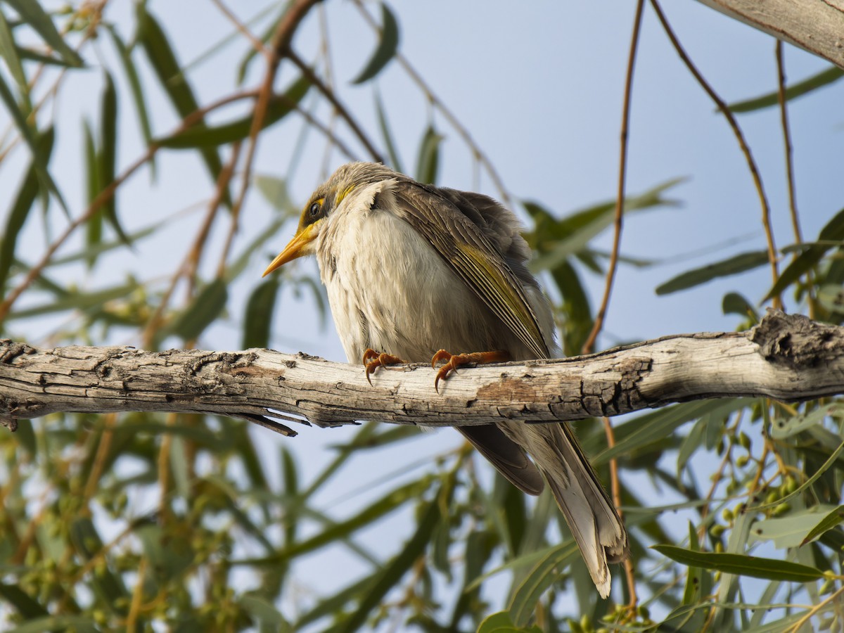 Yellow-throated Miner - ML642411232