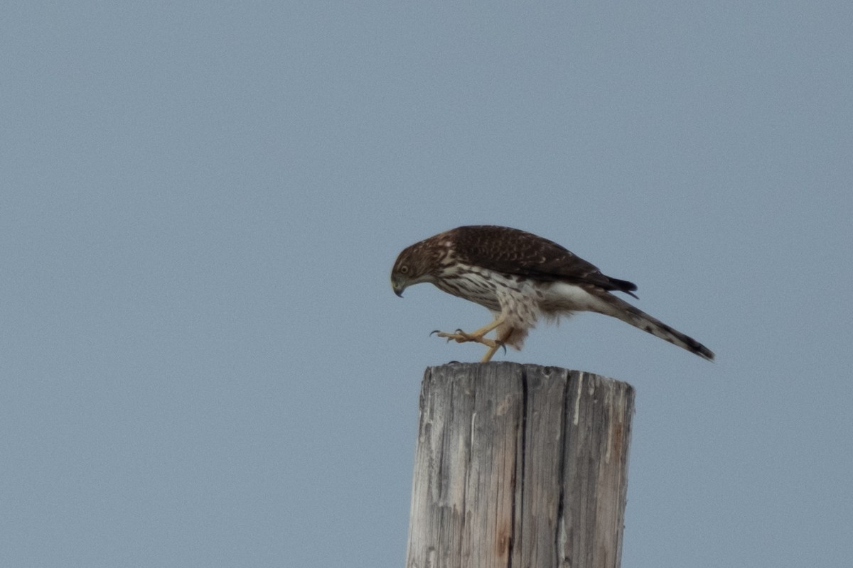 Cooper's Hawk - ML642411279