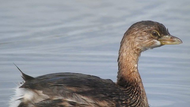 Pied-billed Grebe - ML642411281