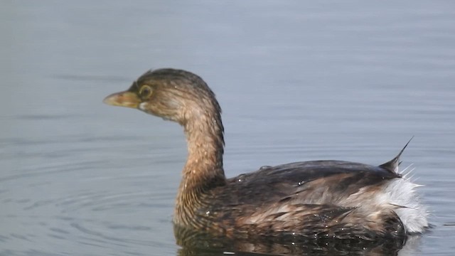 Pied-billed Grebe - ML642411300
