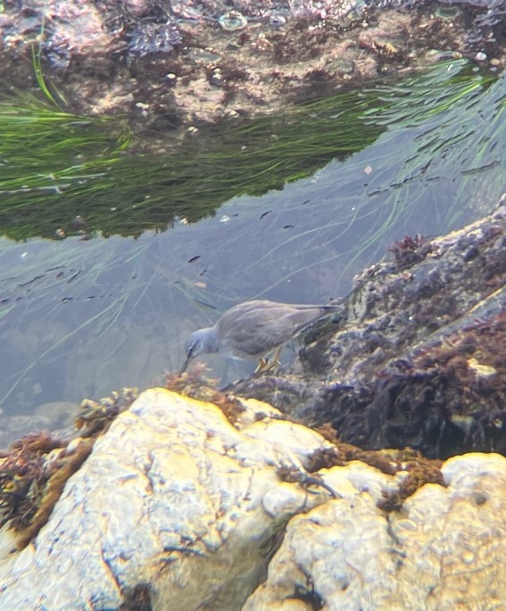 Wandering Tattler - ML642411309