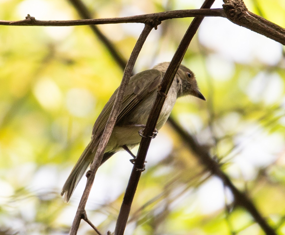 Манакін-вертун білочеревий - ML642411315