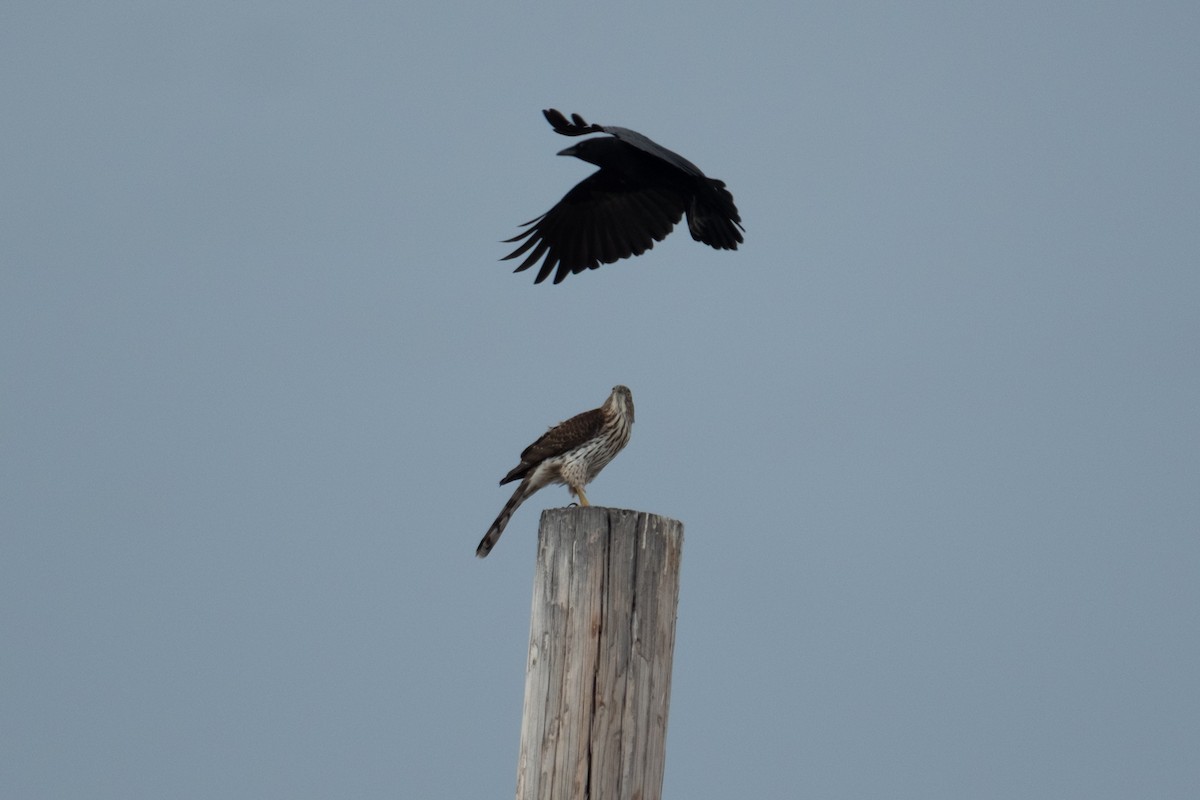 Cooper's Hawk - ML642411320