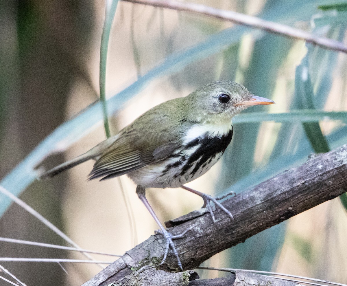 Southern Antpipit - ML642411325
