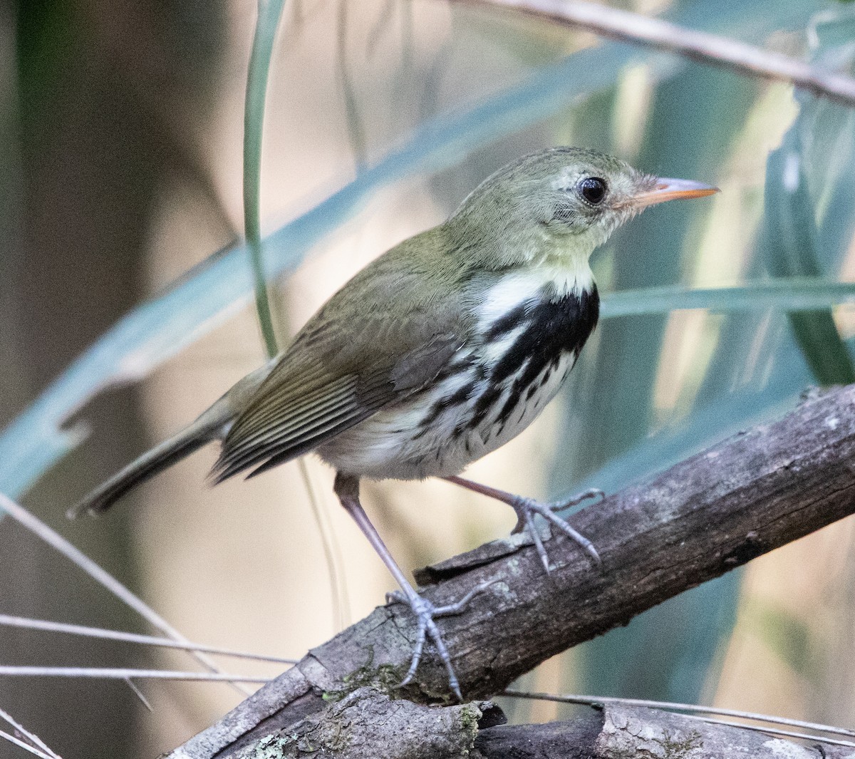 Southern Antpipit - ML642411326