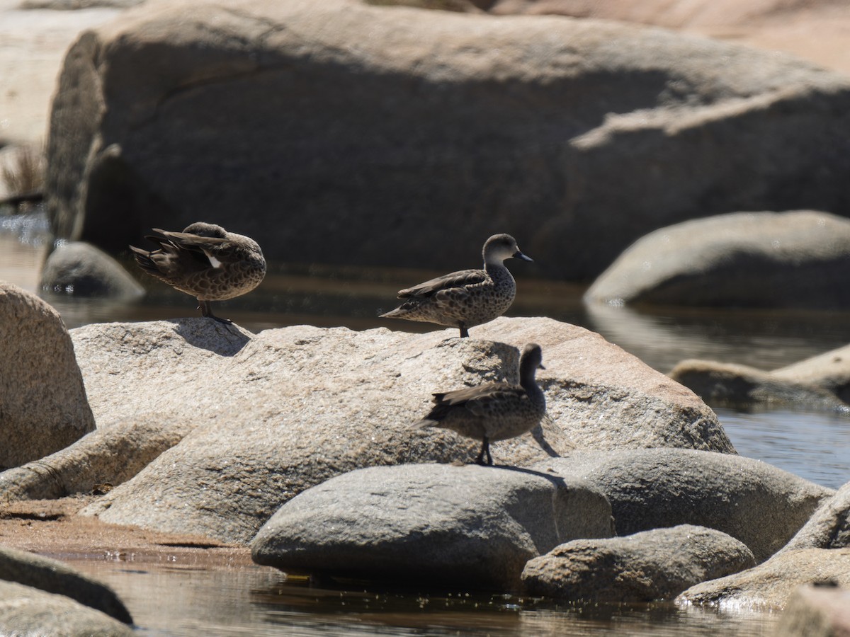 Gray Teal - ML642411370