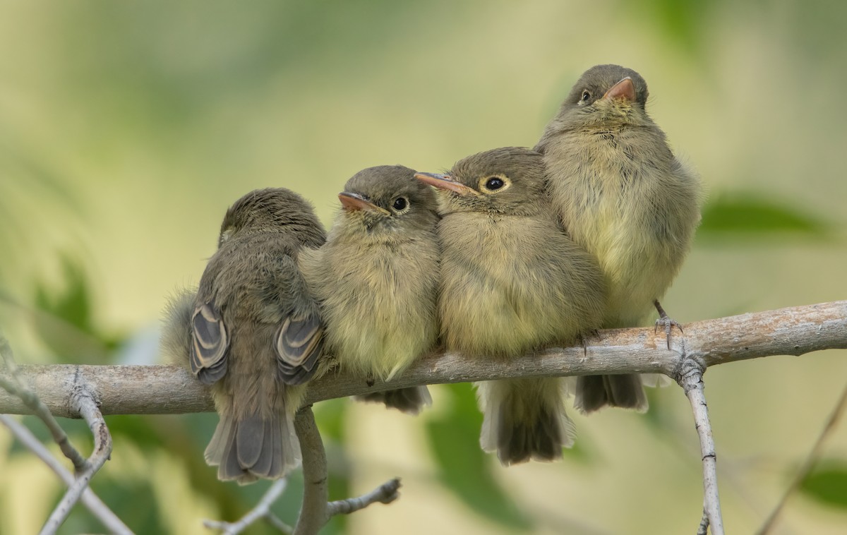 Western Flycatcher (Cordilleran) - ML642411372