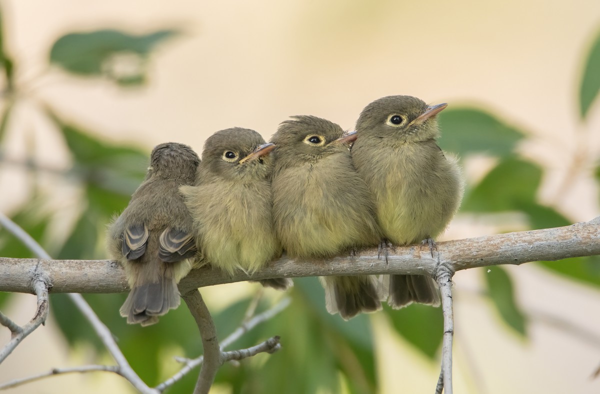 Western Flycatcher (Cordilleran) - ML642411373