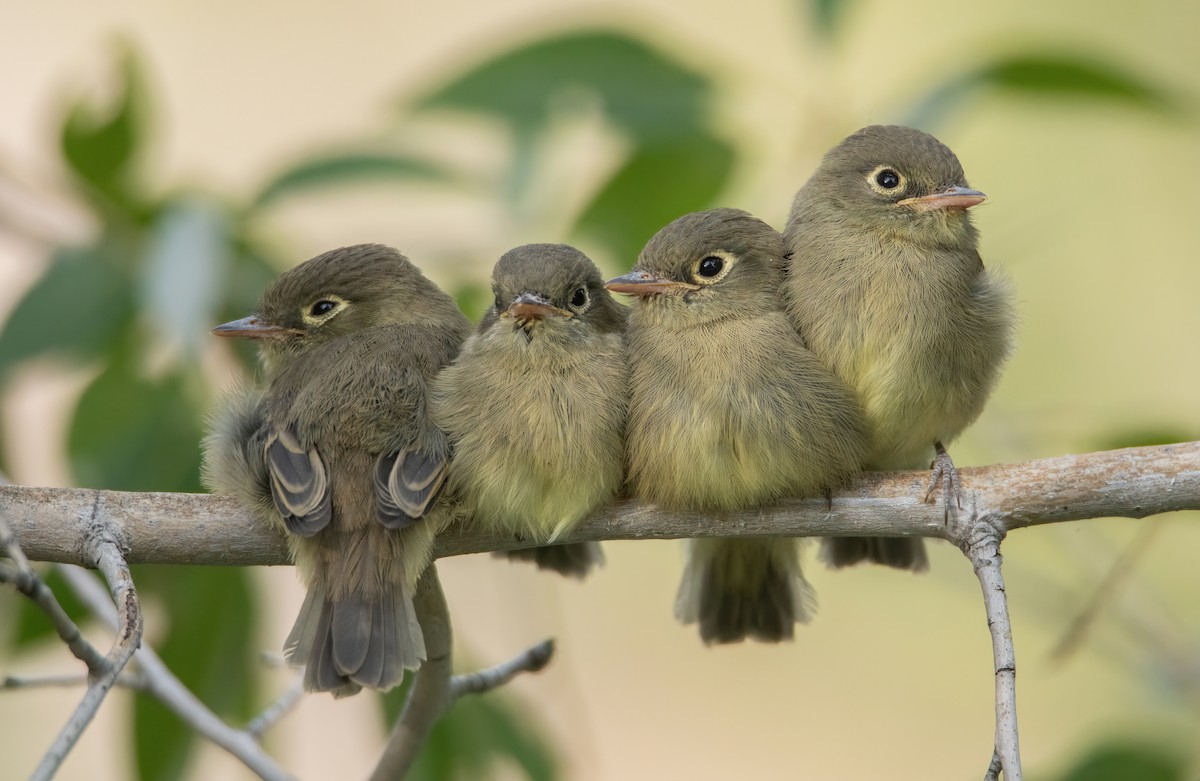 Western Flycatcher (Cordilleran) - ML642411374