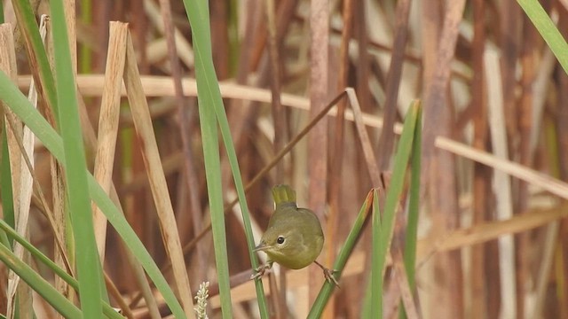 Paruline masquée - ML642411375