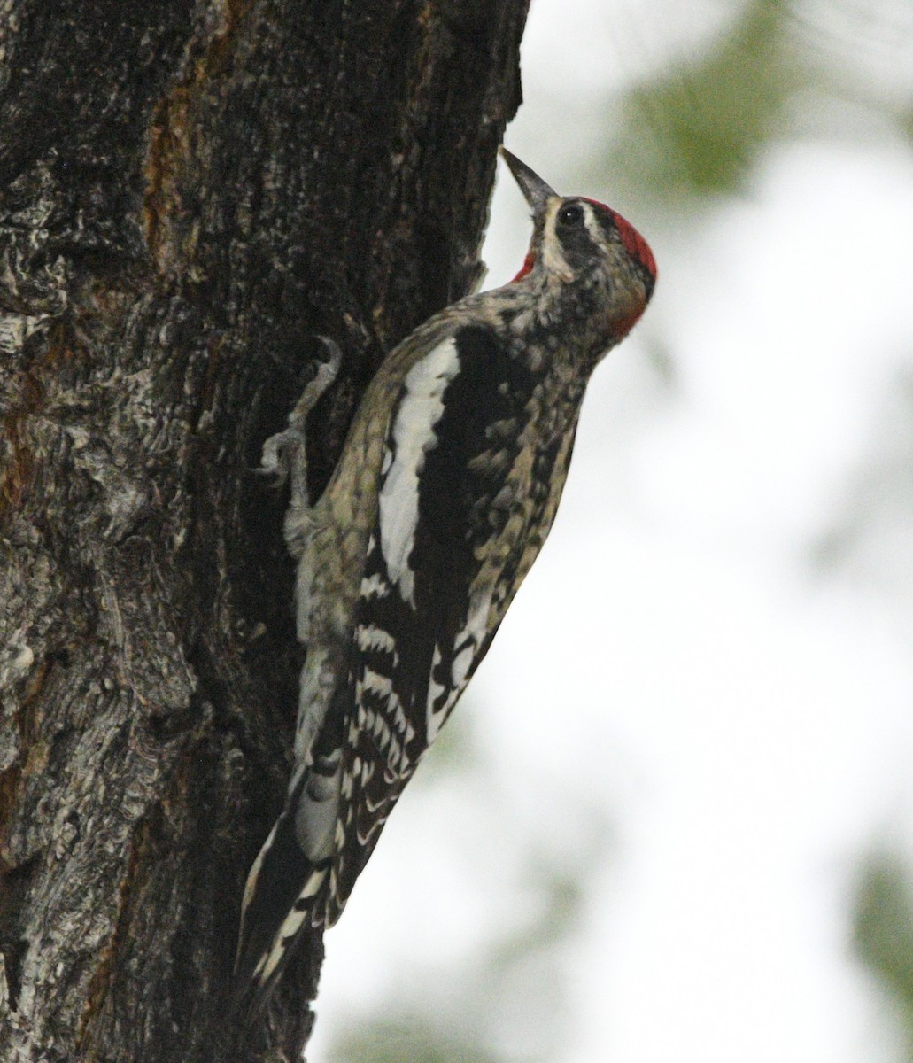 Red-naped Sapsucker - ML642411407