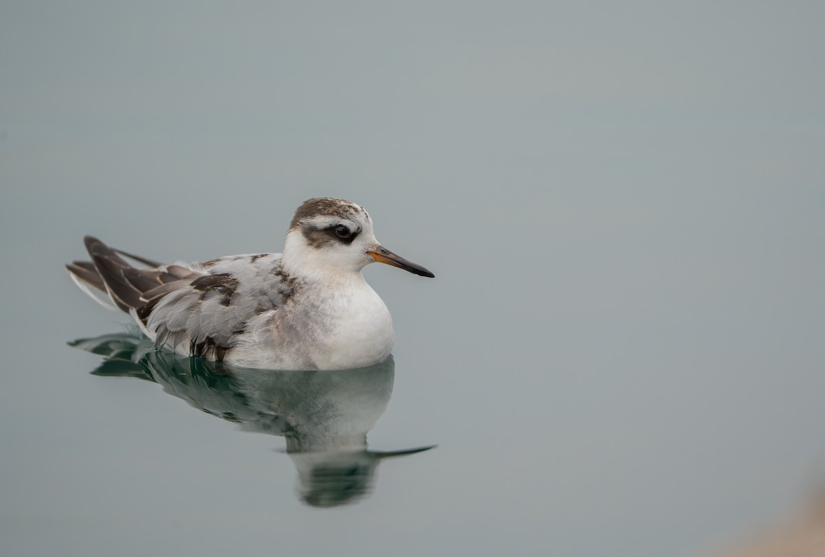 Phalarope à bec large - ML642411429
