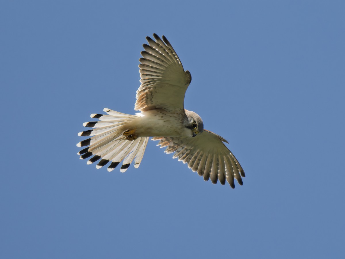 Nankeen Kestrel - ML642411475