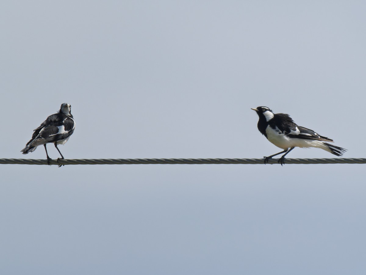 Magpie-lark - ML642411486