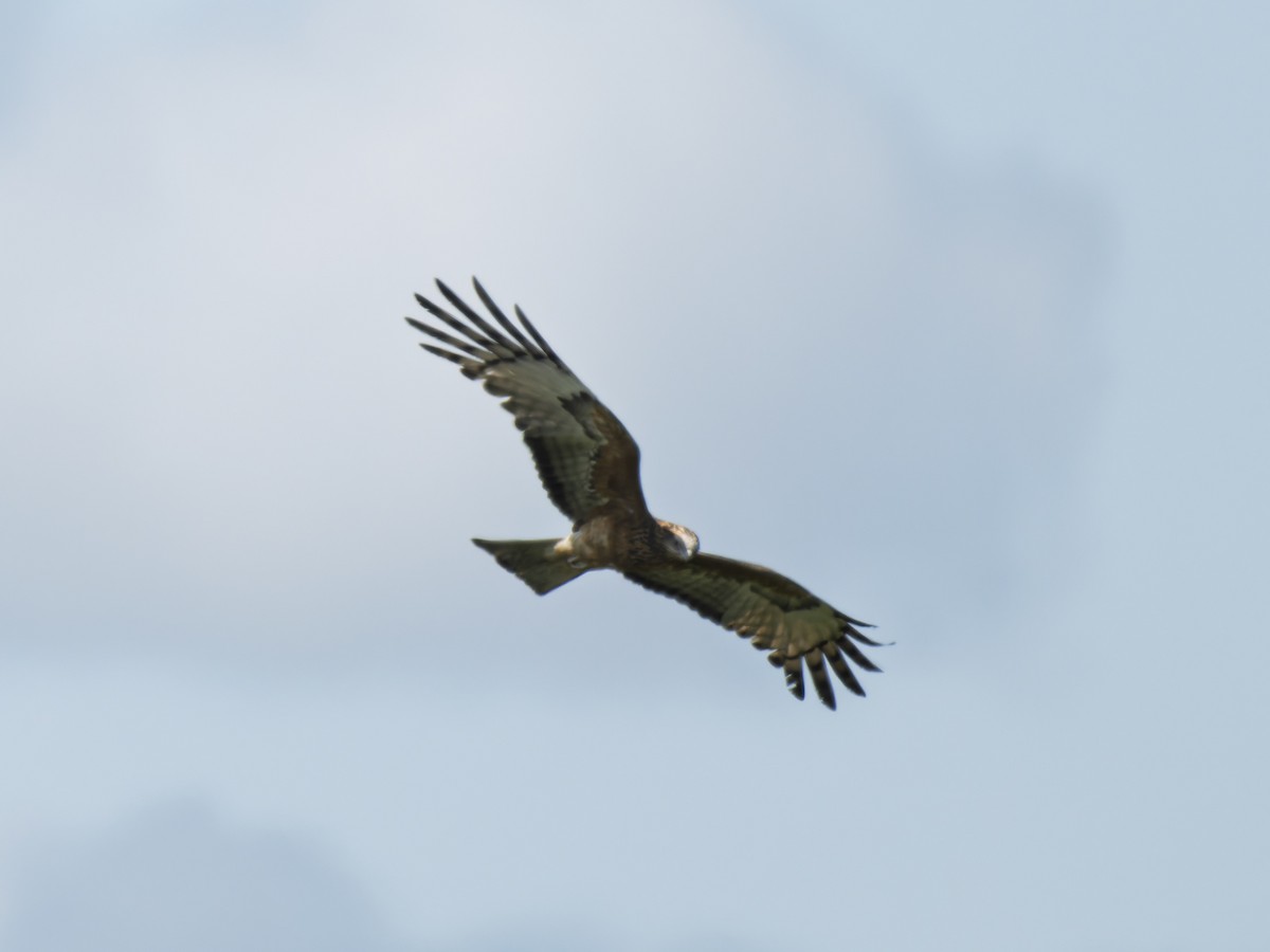 Square-tailed Kite - ML642411491