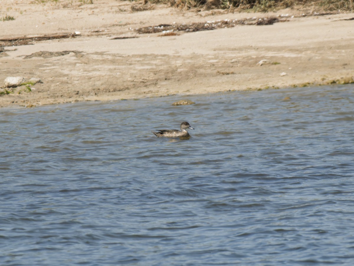 Gray Teal - ML642411494