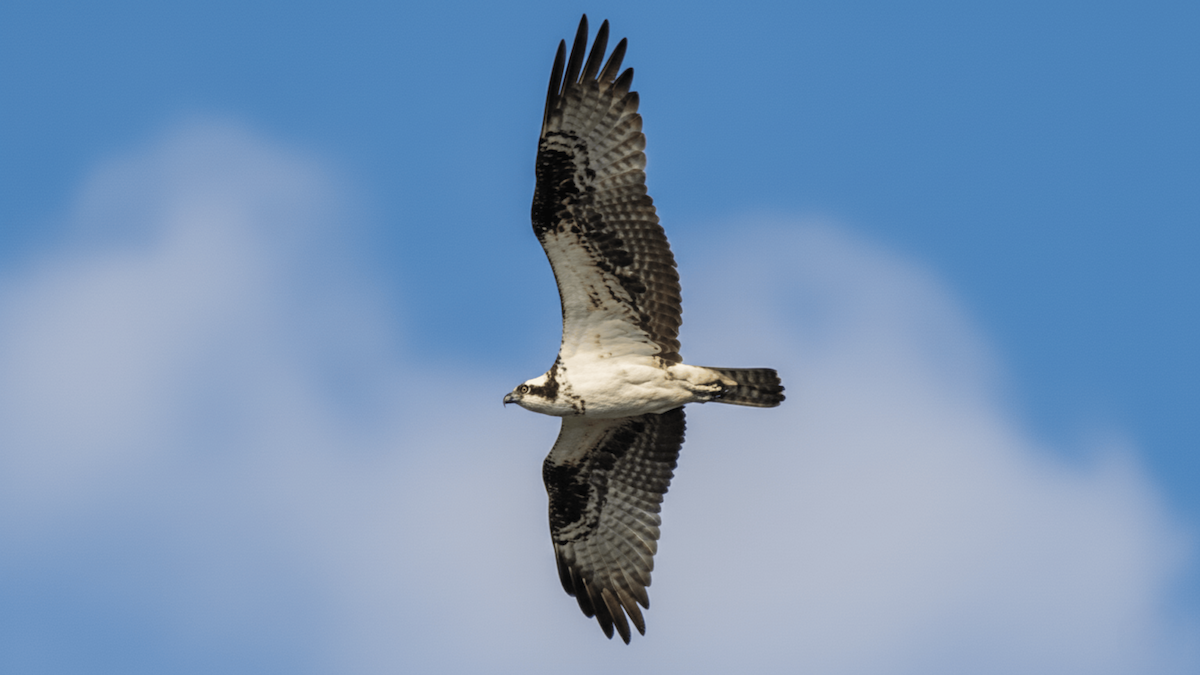Osprey - ML642411495