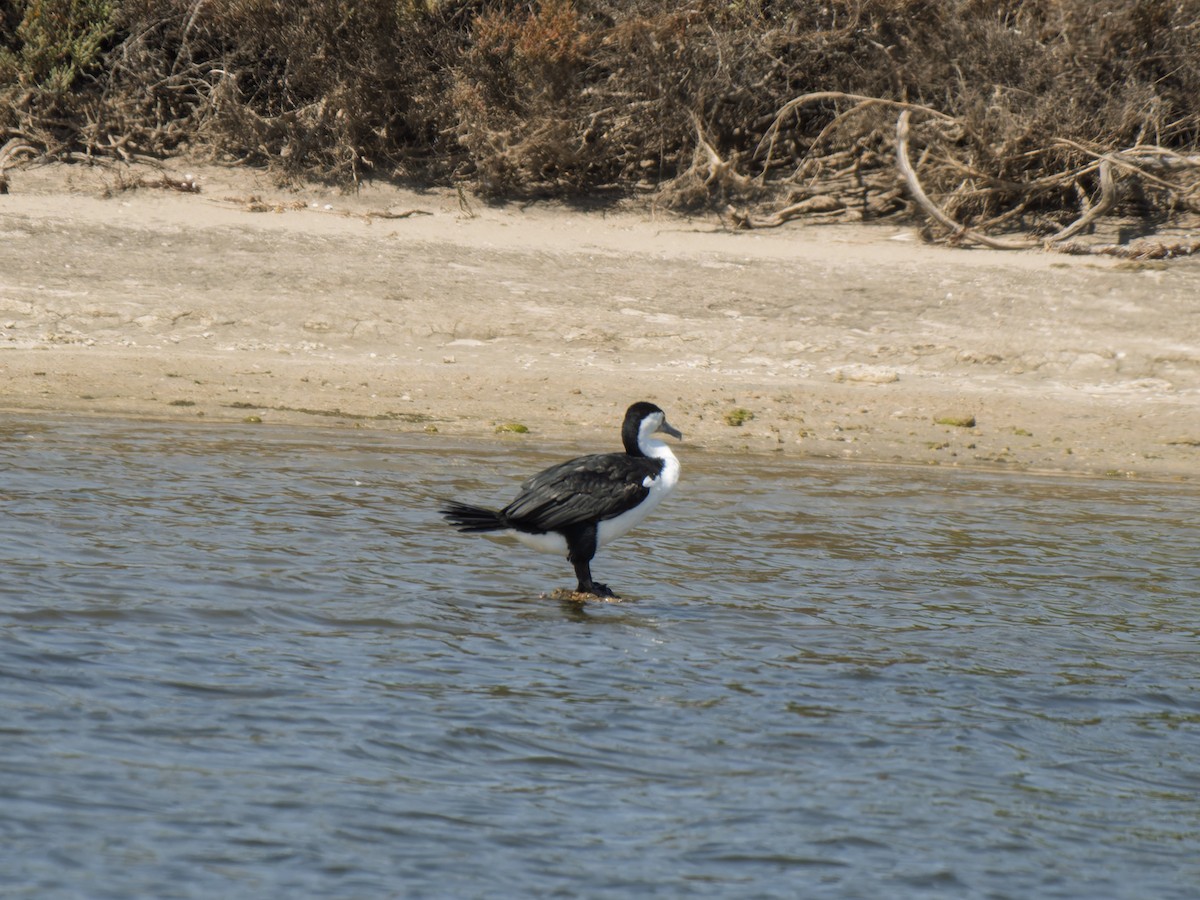 Pied Cormorant - ML642411501