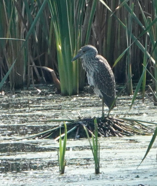 Yellow-crowned Night Heron - ML642411504