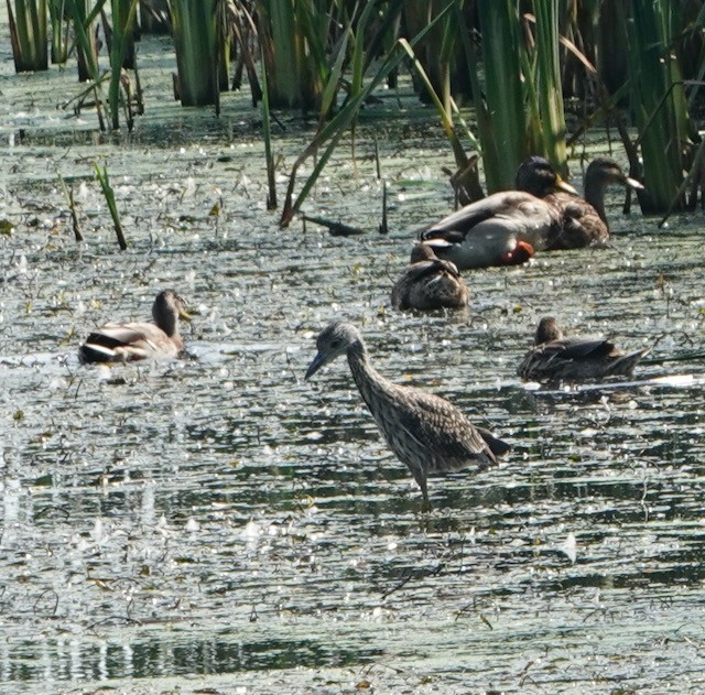 Yellow-crowned Night Heron - ML642411505