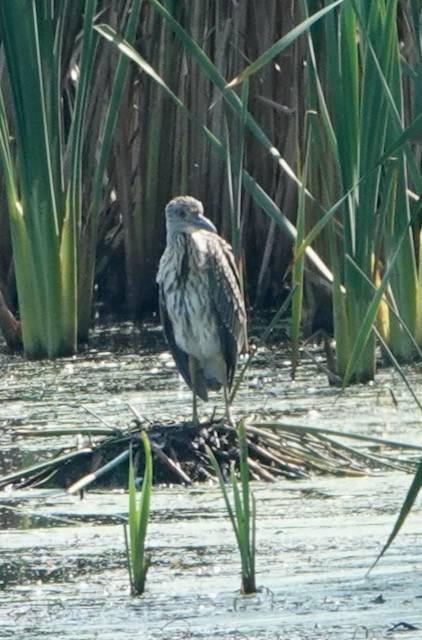Yellow-crowned Night Heron - ML642411506