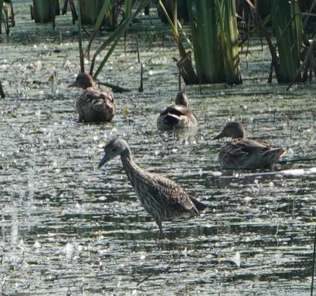 Yellow-crowned Night Heron - ML642411507