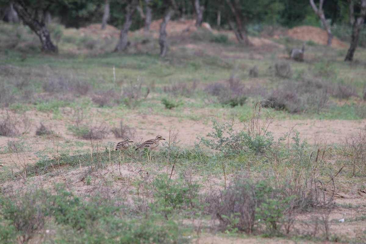 Indian Thick-knee - Subramaniam S