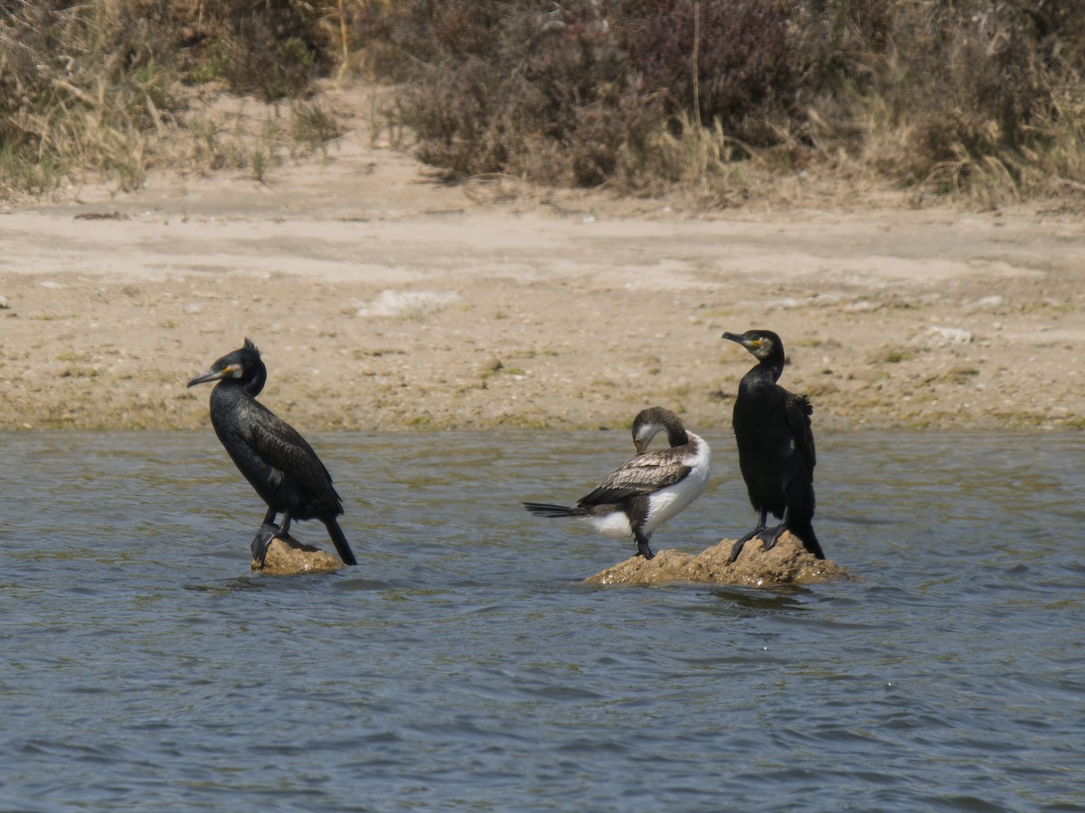 Great Cormorant - ML642411510