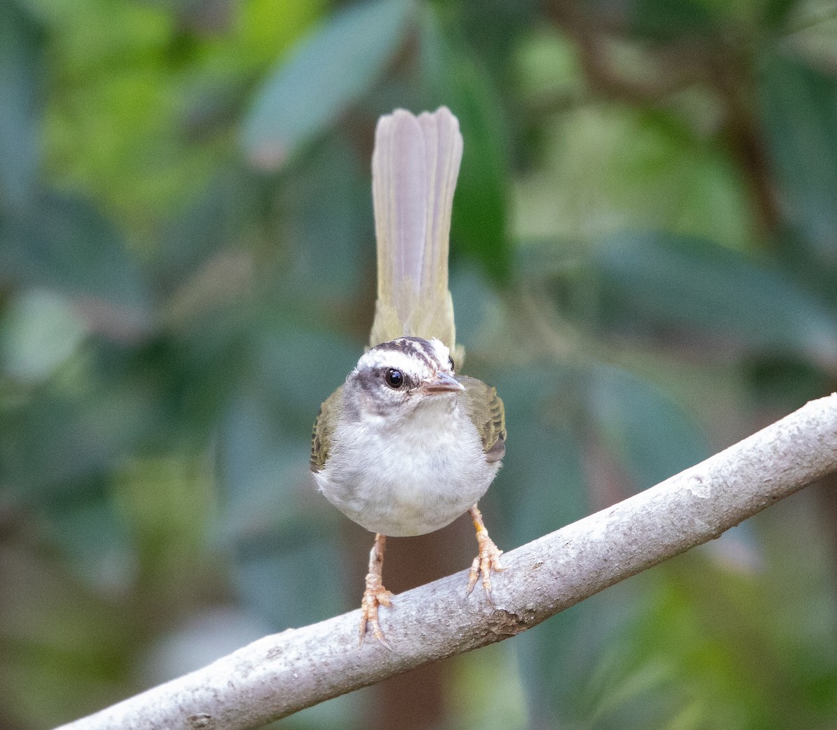 Golden-crowned Warbler - ML642411513
