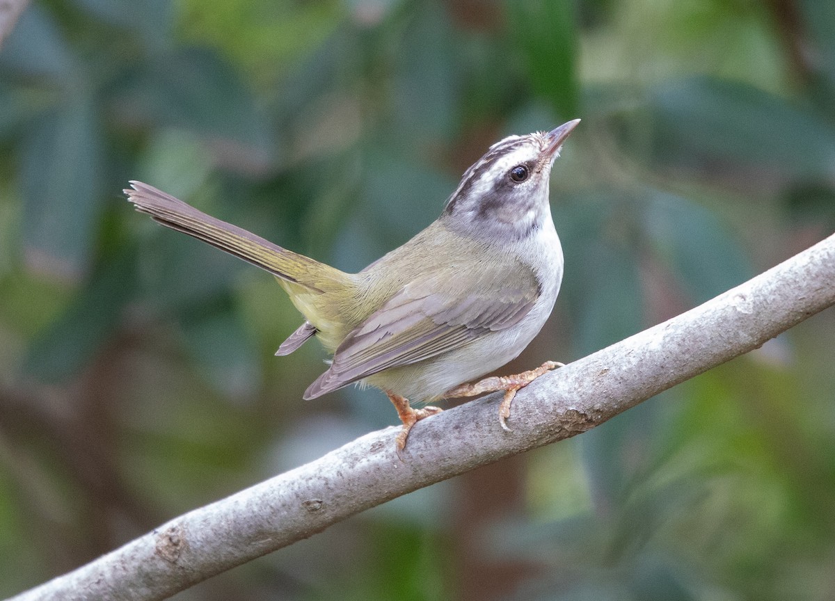 Golden-crowned Warbler - ML642411515