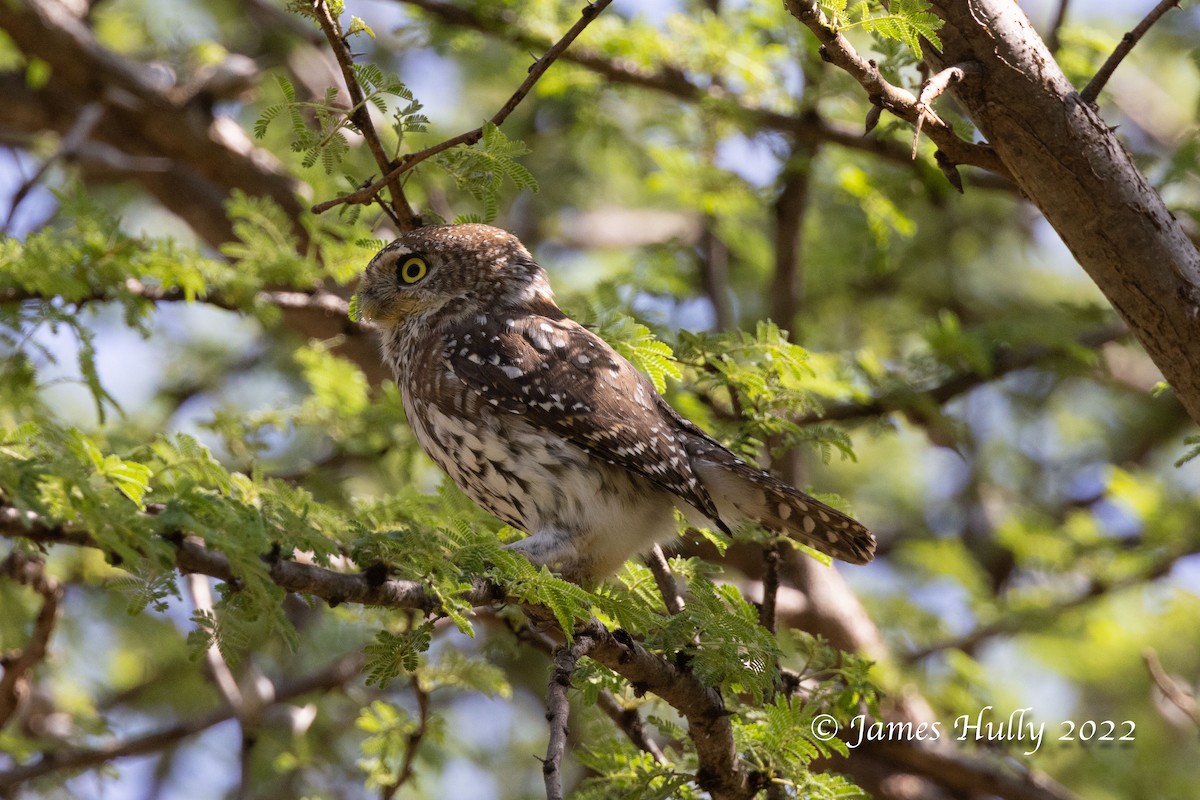 Pearl-spotted Owlet - ML642411533