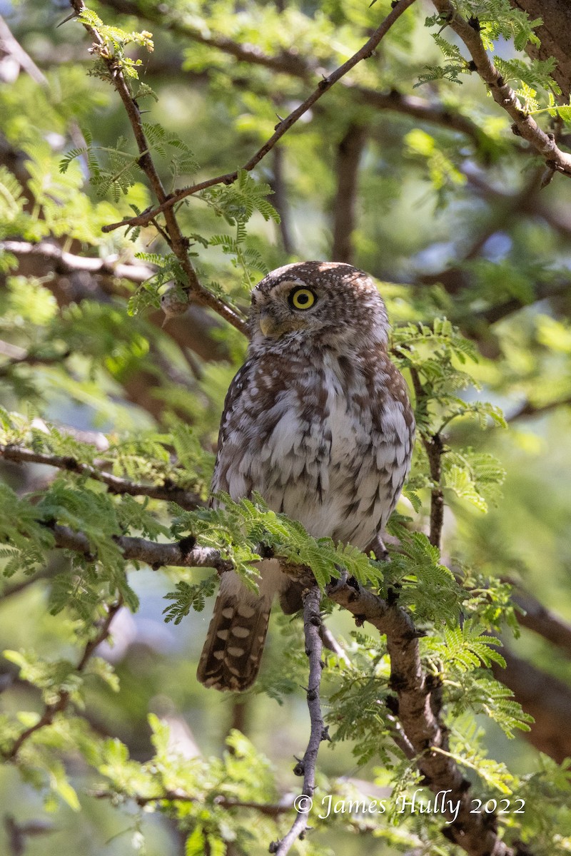 Pearl-spotted Owlet - ML642411536