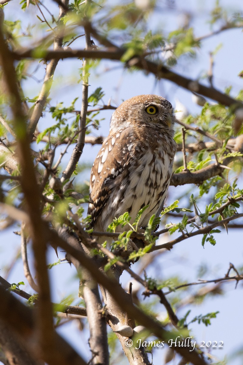 Pearl-spotted Owlet - ML642411538