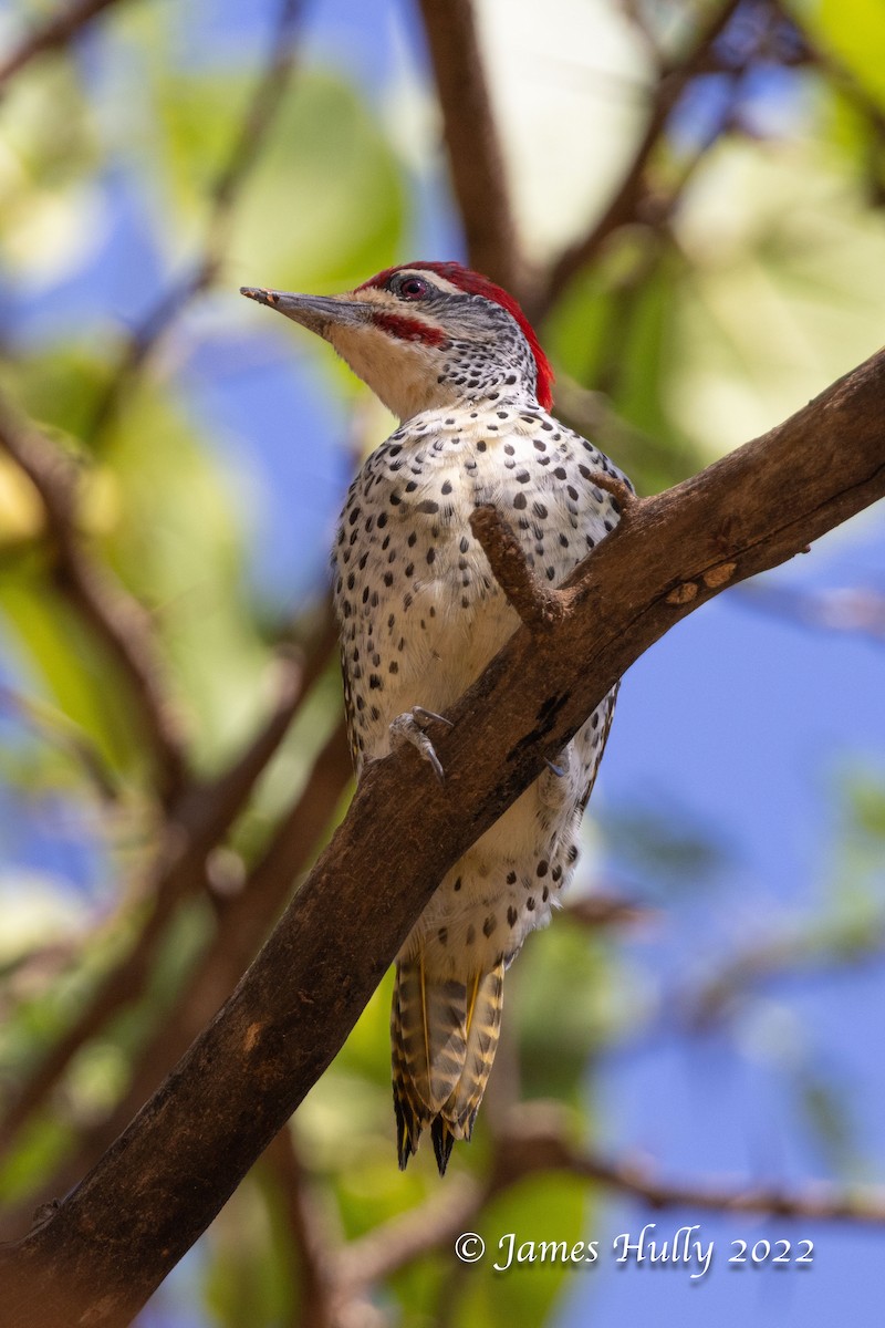 Nubian Woodpecker - ML642411547