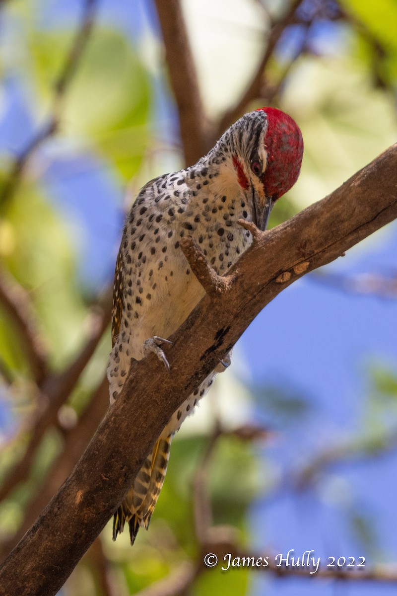 Nubian Woodpecker - ML642411550