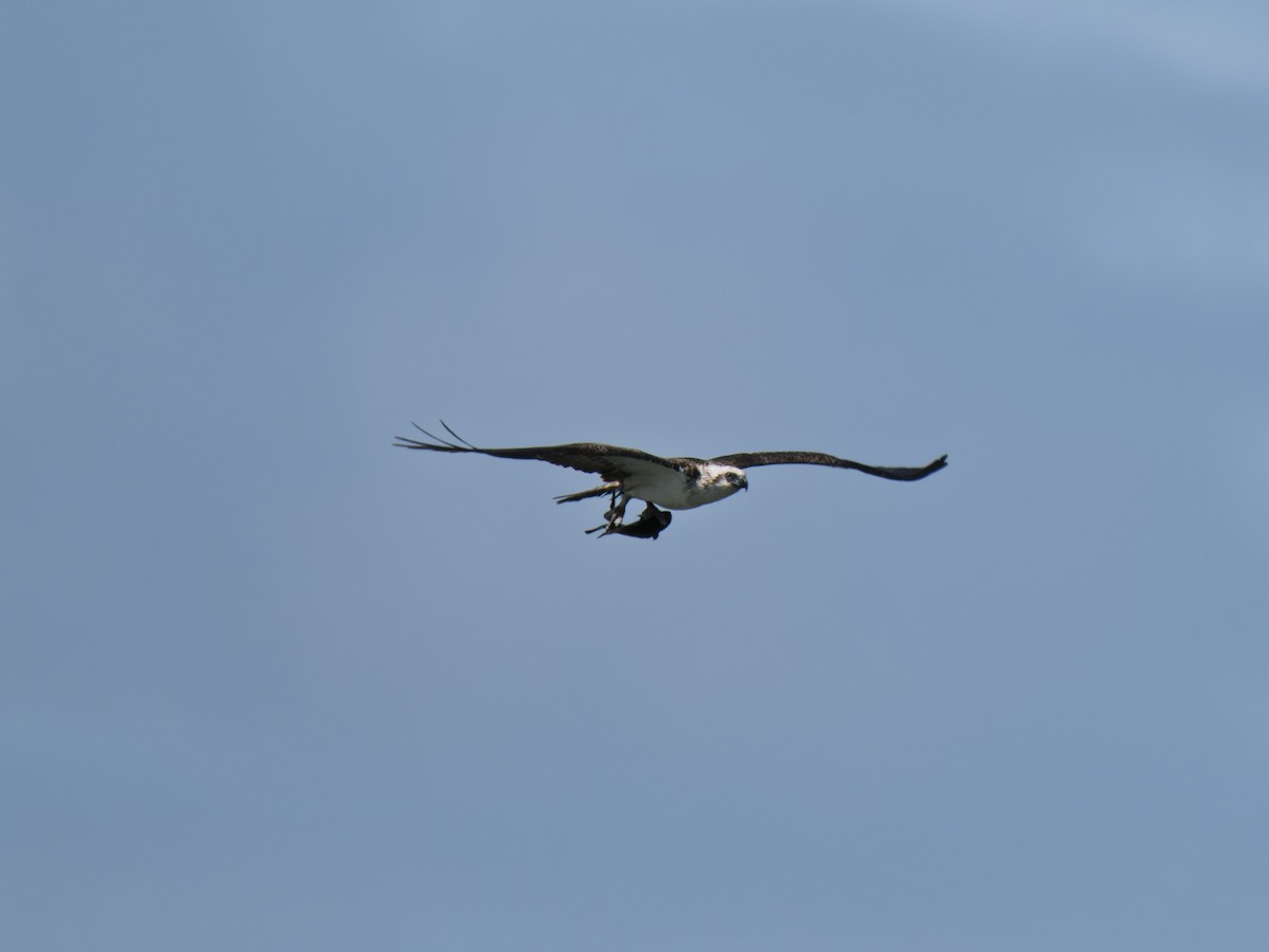 Скопа - ML642411573