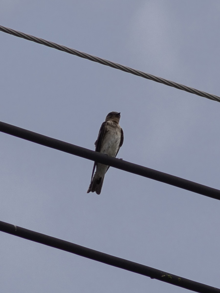Southern Rough-winged Swallow - ML642411588