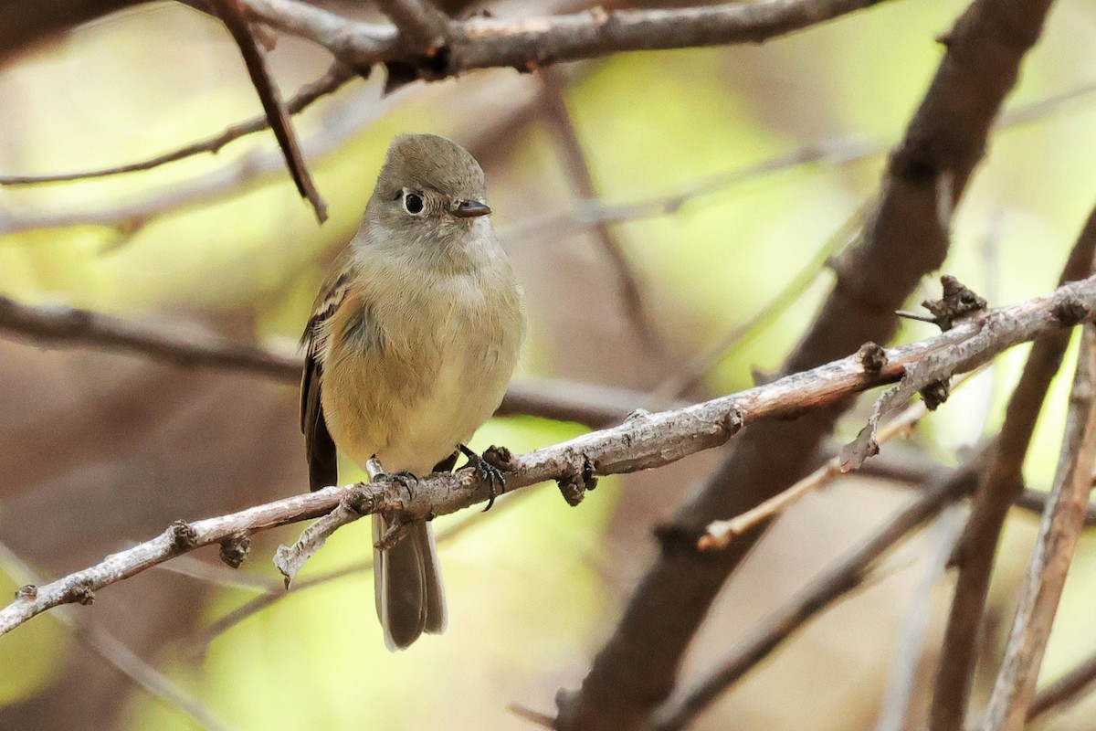Hammond's Flycatcher - ML642411598
