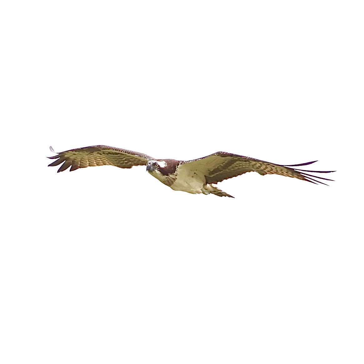 Osprey - ML642411600