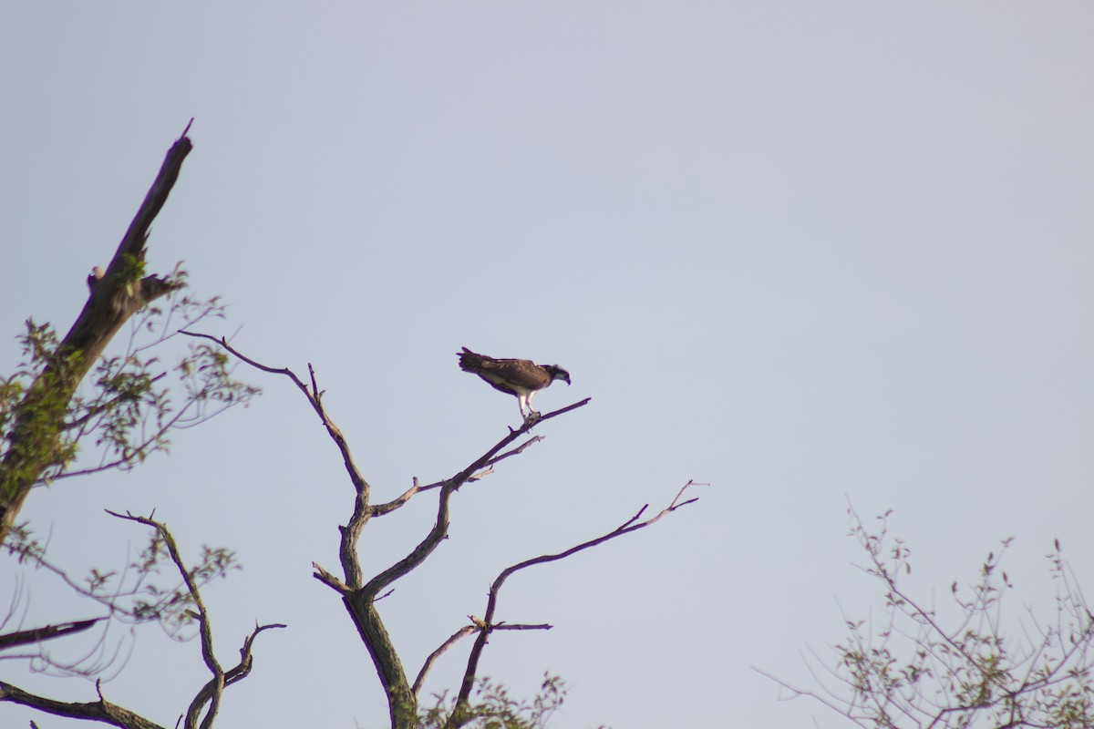 Osprey - ML642411627