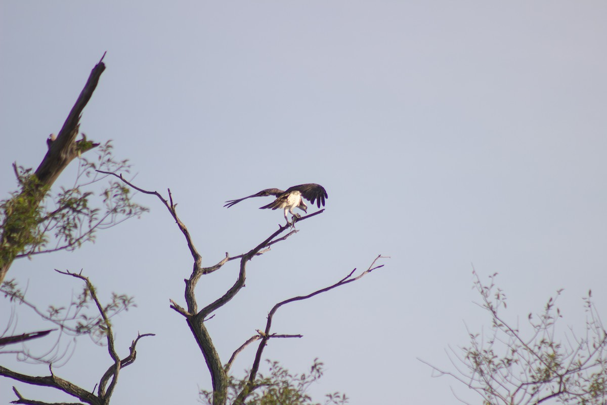 Osprey - ML642411628