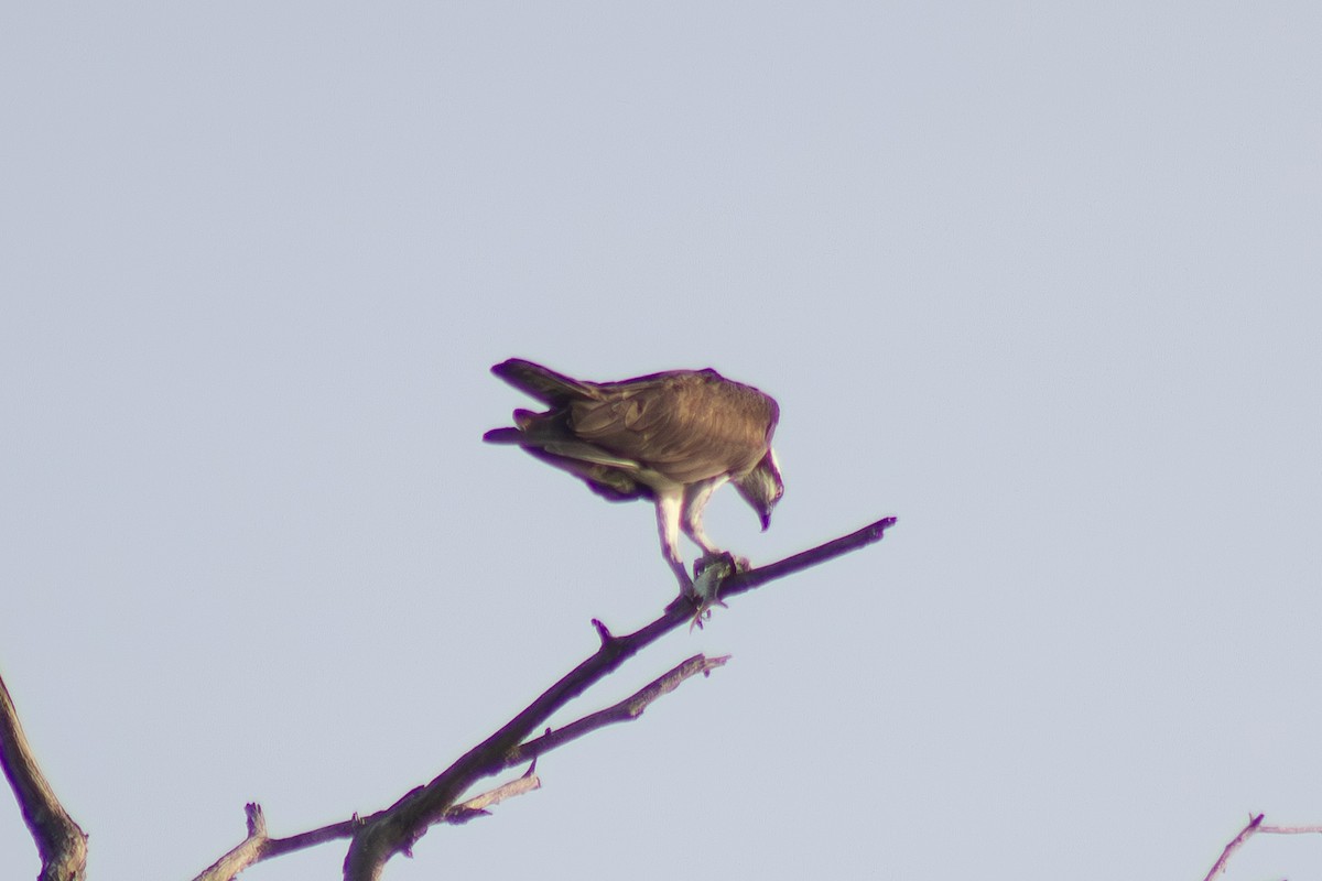 Osprey - ML642411629